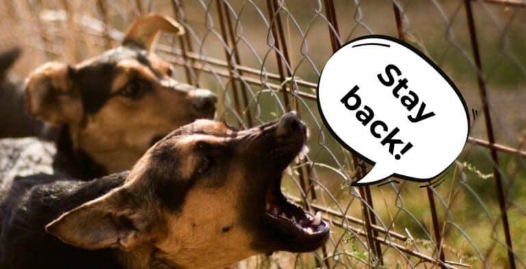 How to Deal with an Overprotective Dog and Why Dogs Protect So Much cover