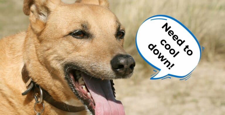 15 Great Ideas on How to Keep Dogs Cool In Hot Weather cover