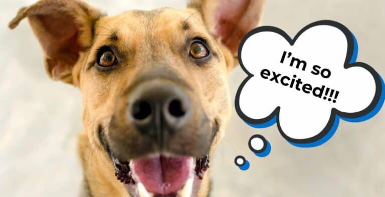 Why Is My Dog Overexcited + 10 Ways How to Calm Overexcited Dogs cover