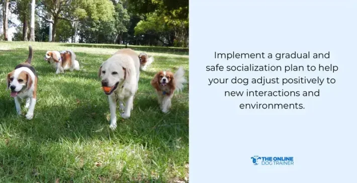 seek professional help for aggressive dogs