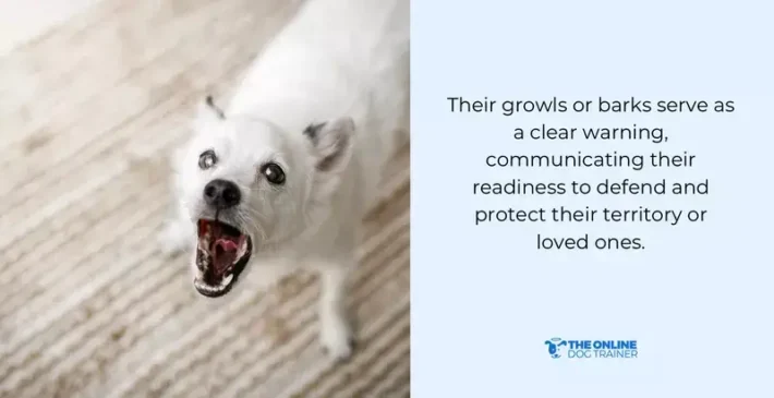 why are dogs overprotective