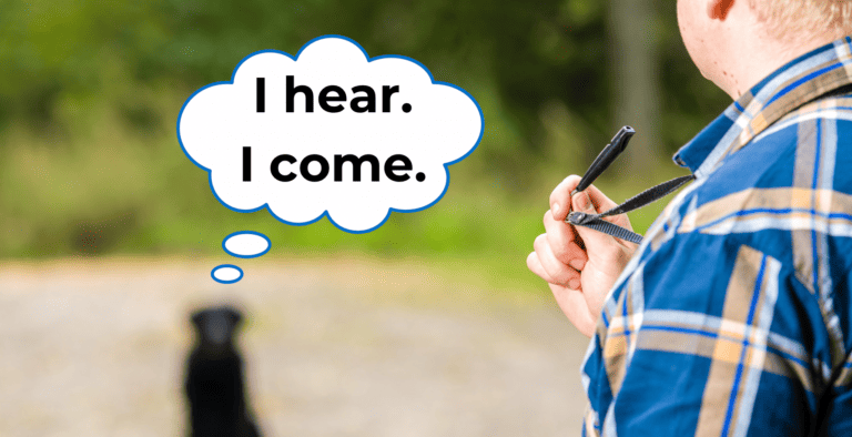 Do You Need a Whistle for Dog Recall Training? Here’s Why You Do! cover