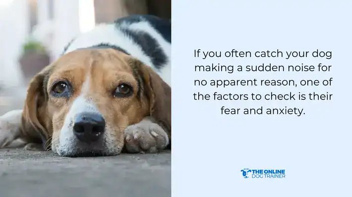 dog yelping head shaking