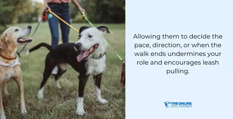 dog walking tips
