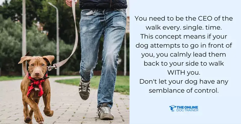 loose leash walk with dogs