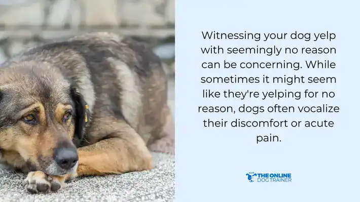 pet's health natural remedies