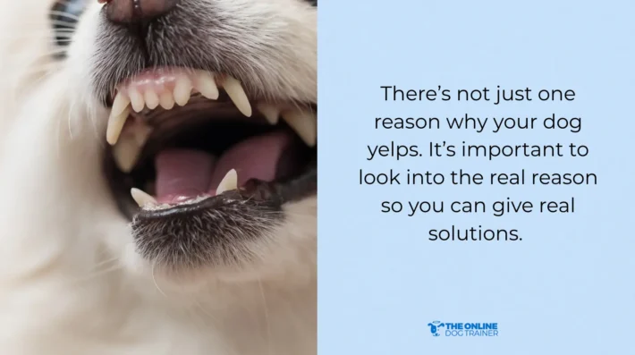 reasons for dog yelping