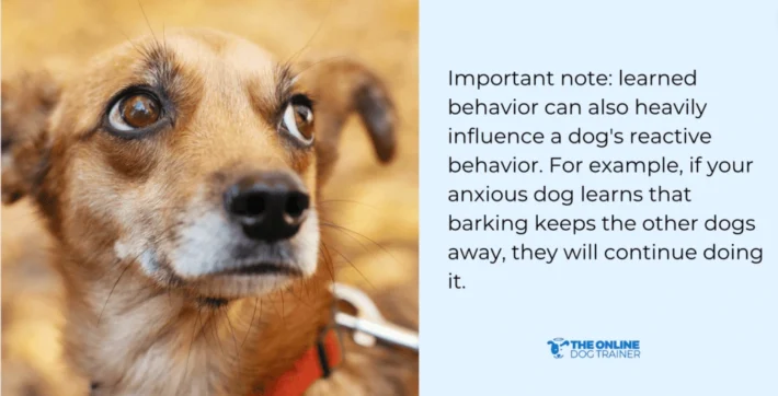 how to stop dog reactivity