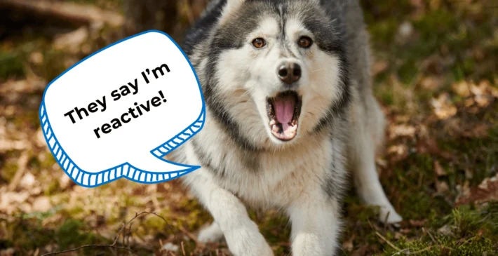 how to train anxious reactive dog