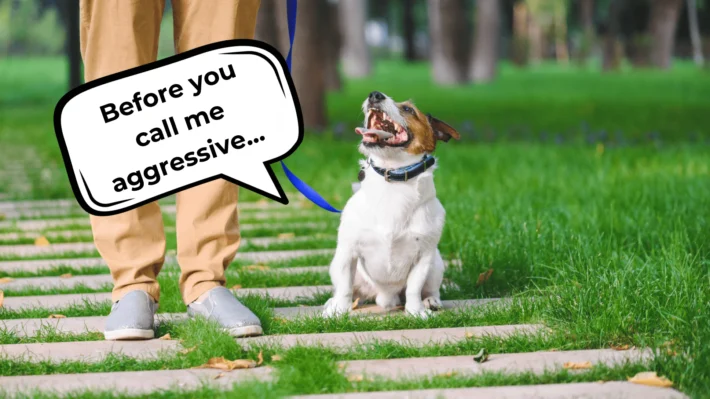 reactive dog vs aggressive dog