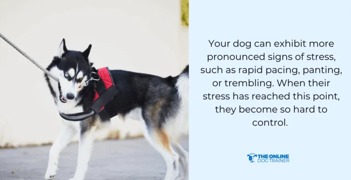 signs of leash reactivity