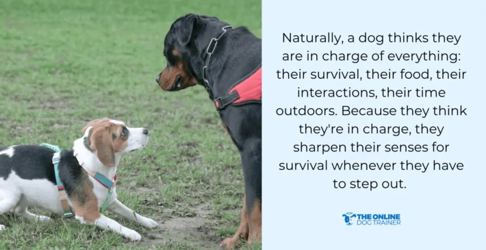 why are dogs leash reactive