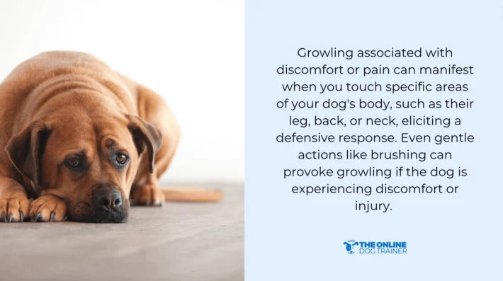 injured dog growling pain