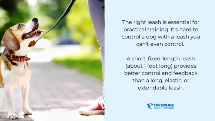 heel command in dog training