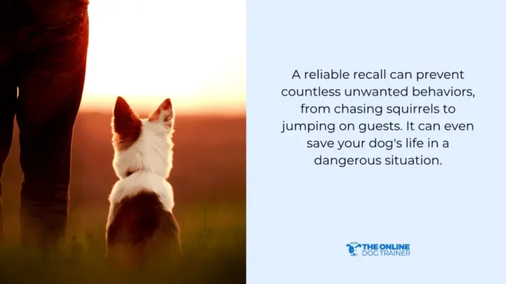 best whistle for dogs