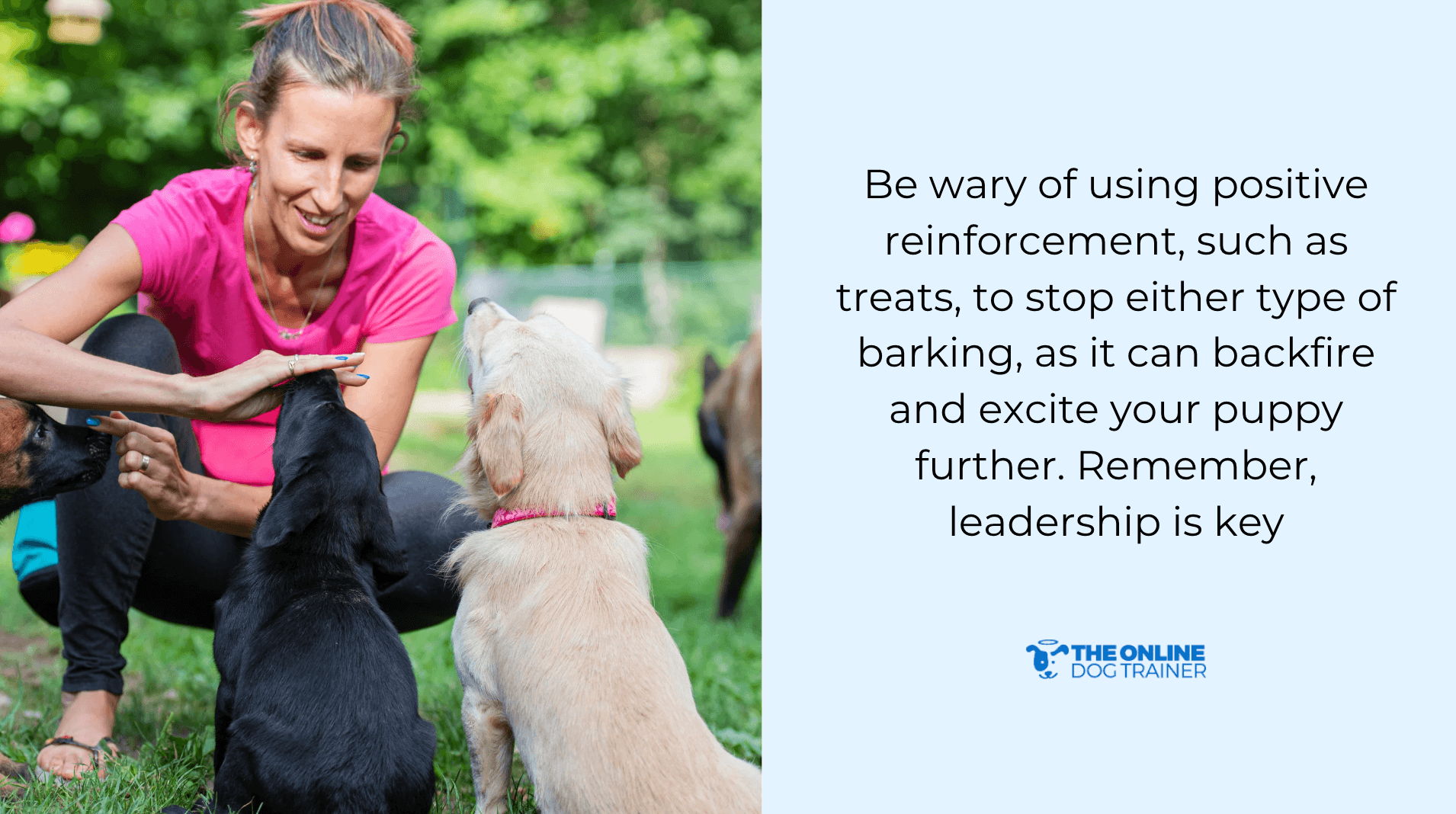 fun way to train dogs