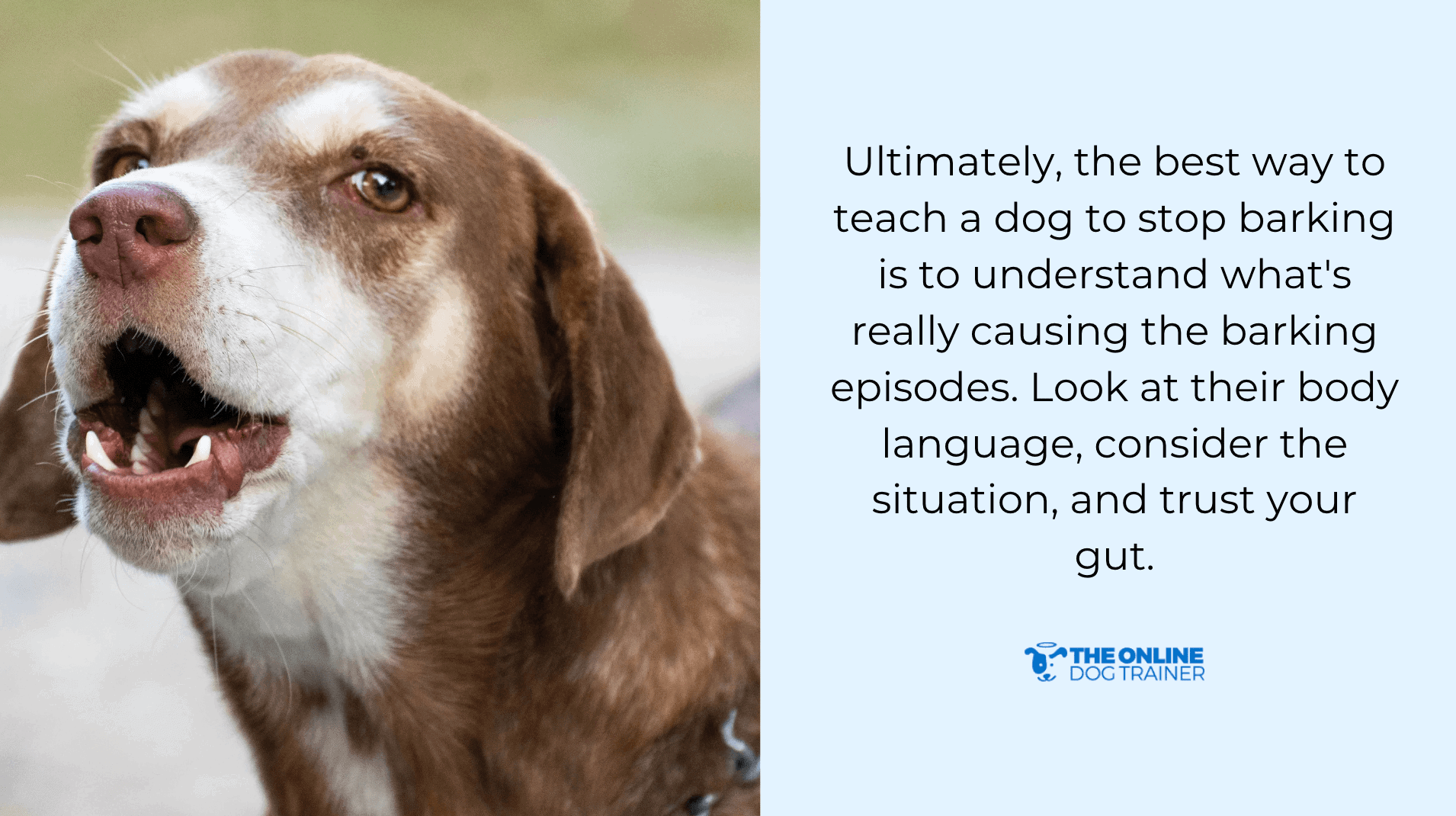 how to help your pet stop barking