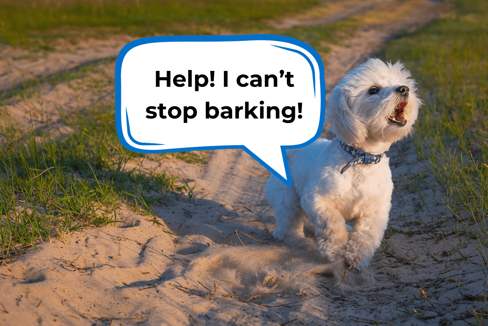 how to stop a puppy from excessive barking