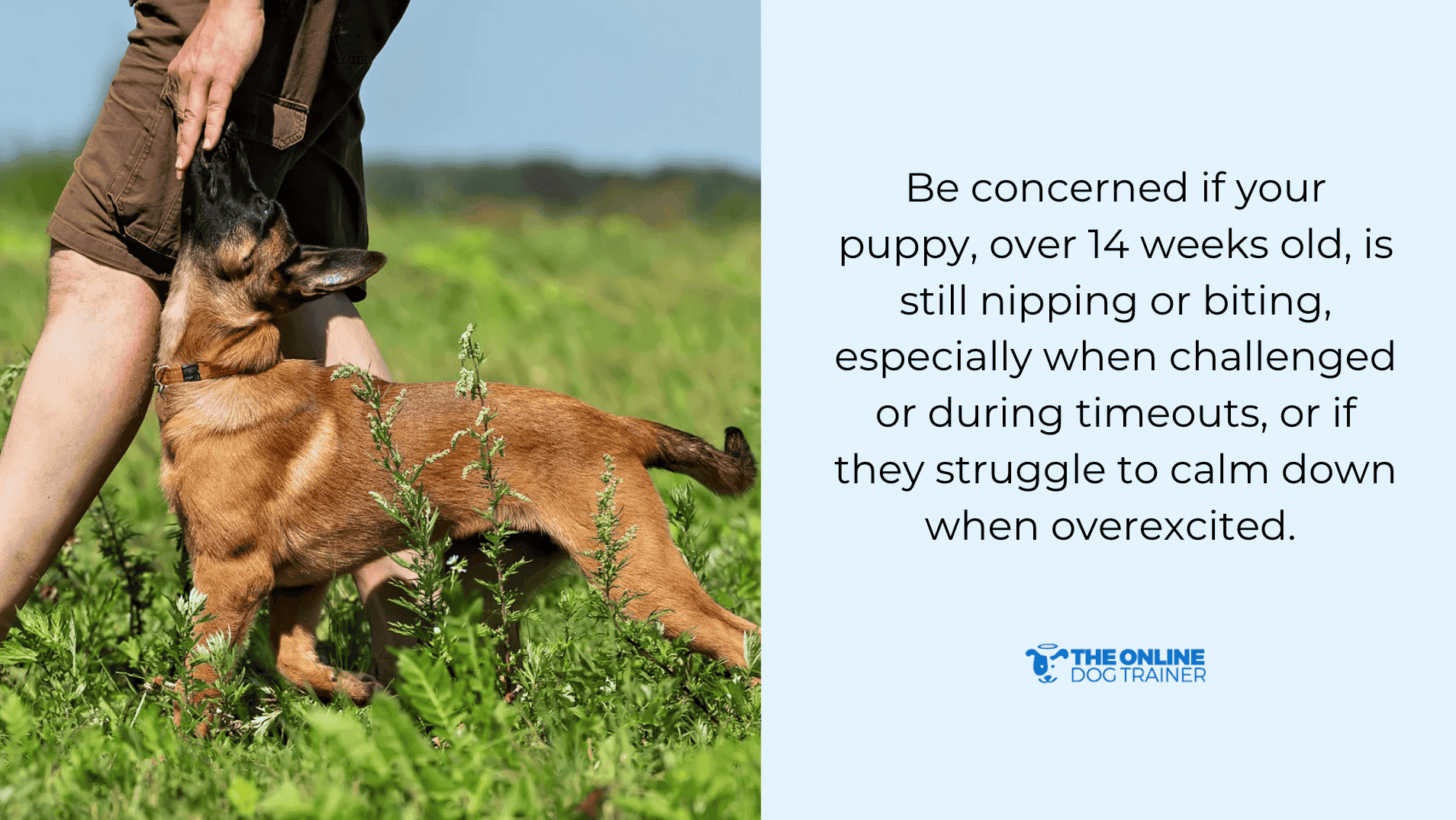 how to teach puppies to stop barking