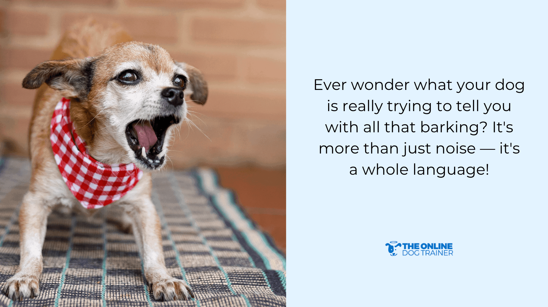 physical exercise for puppy barking