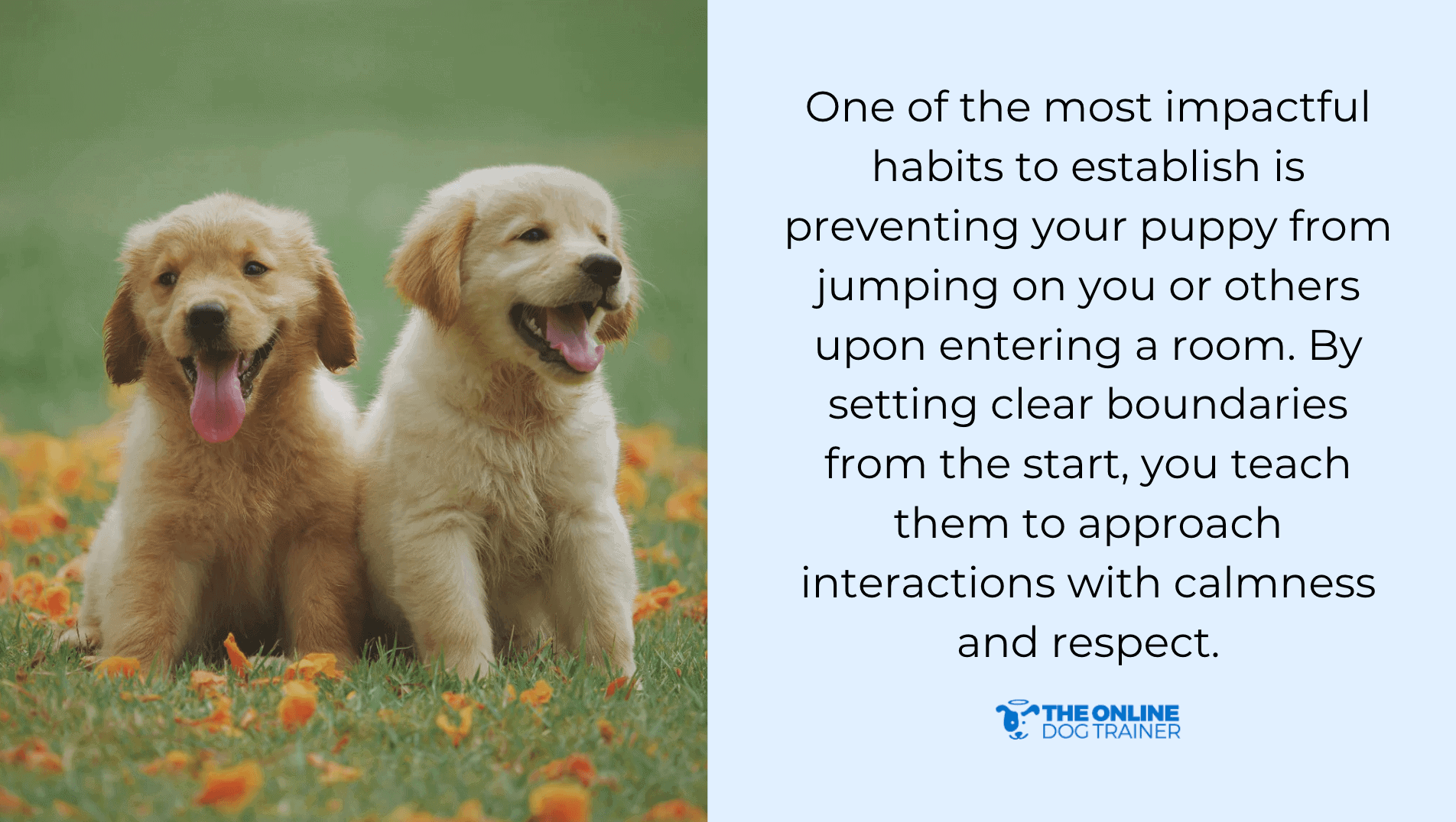 best puppy habits