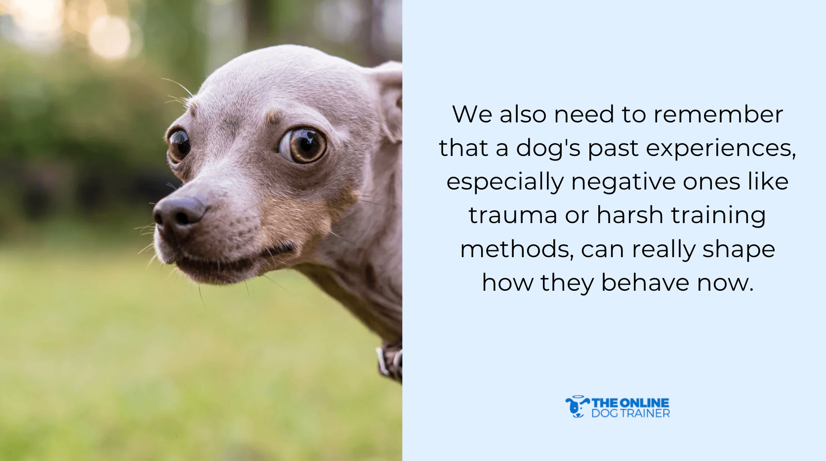 dog training traumatic past