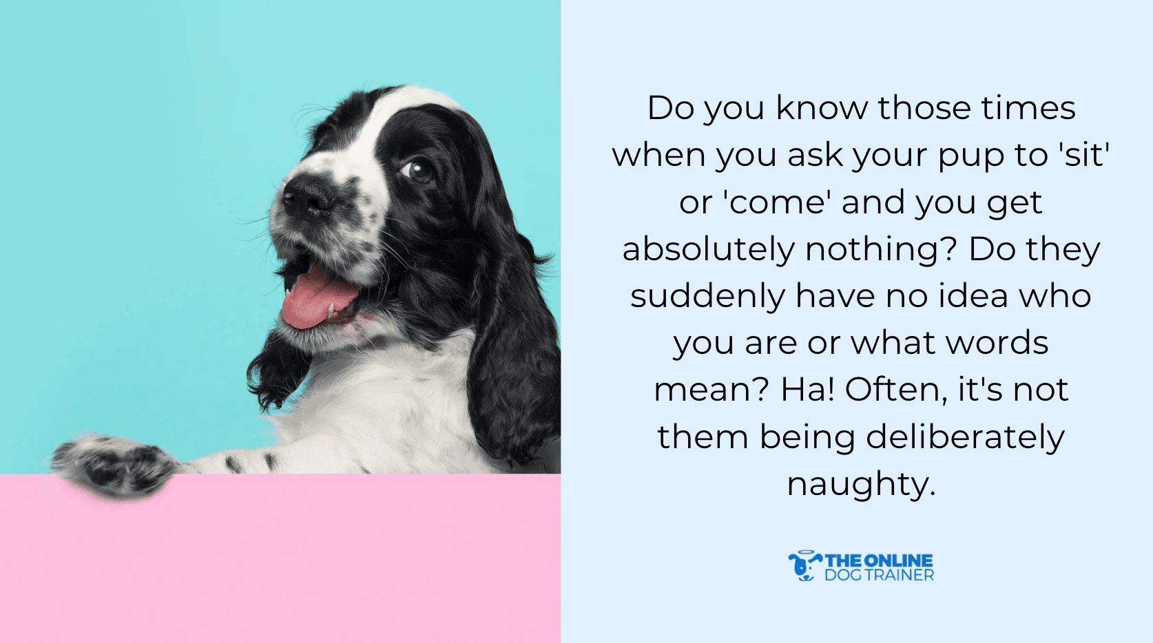 dogs learn fast with training