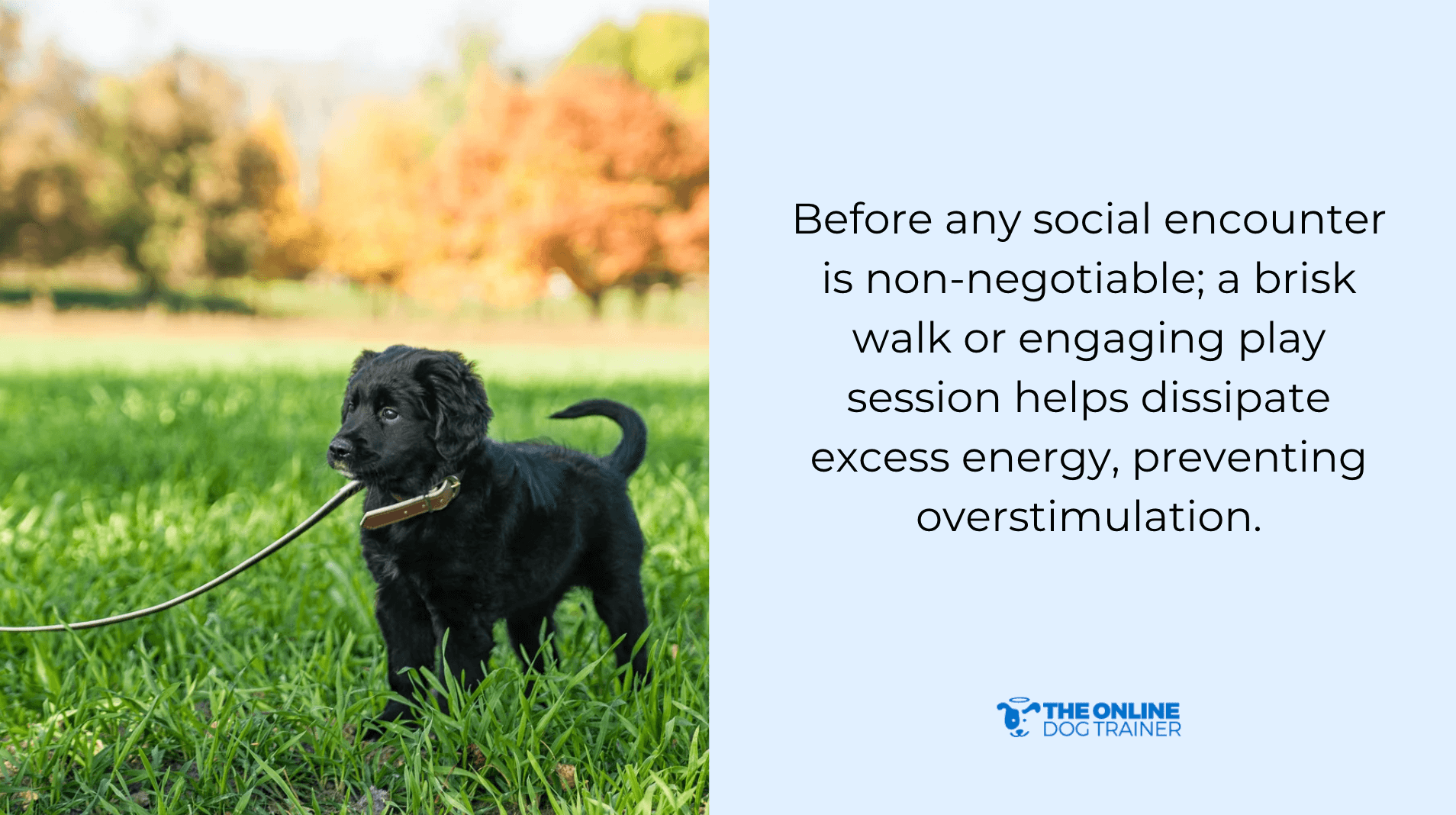 impulse control dogs