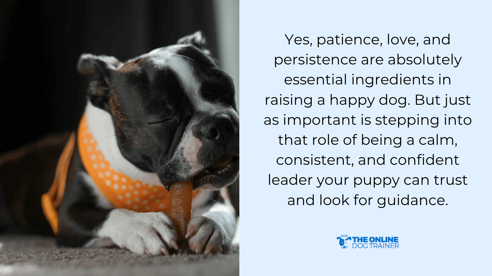 professional dog trainer