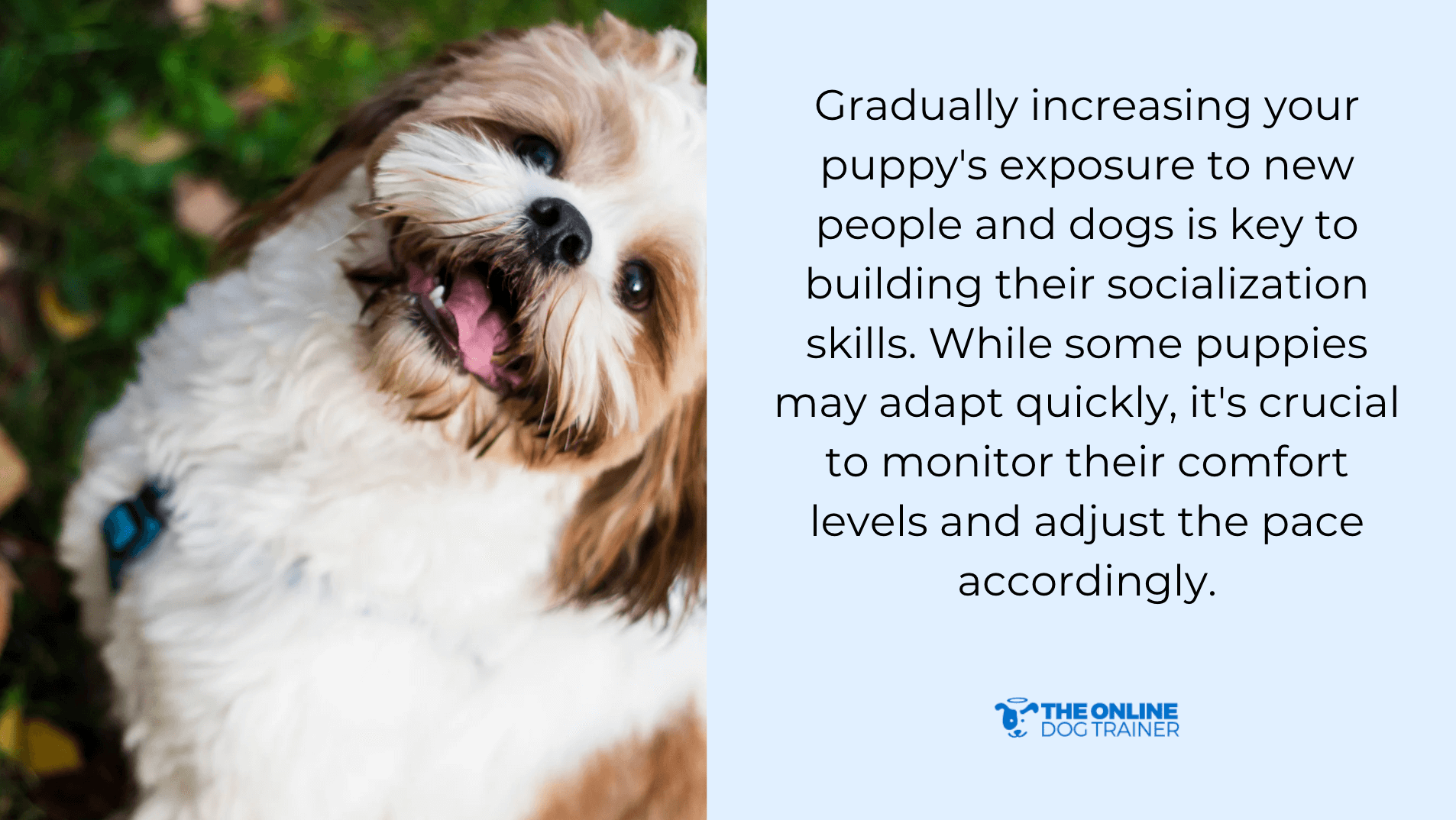 separation anxiety puppies