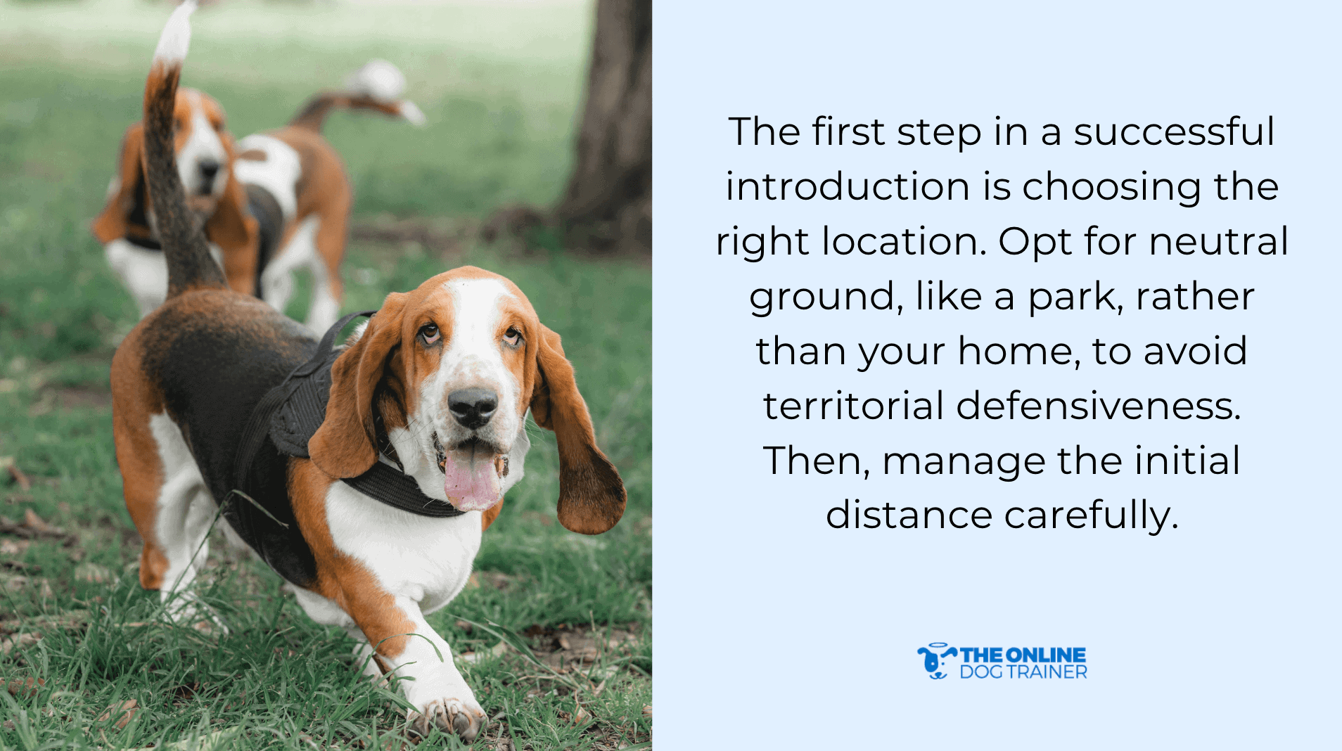 socializing puppies with other dogs