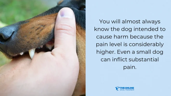 behavioral issues biting in dogs
