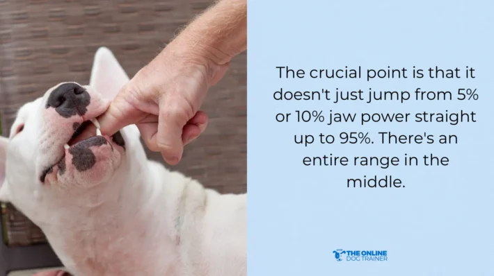 dog aggressive act biting