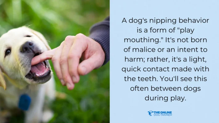nipping occurs dog playful behavior