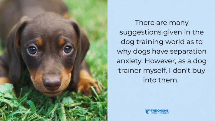 causes for separation anxiety in dogs