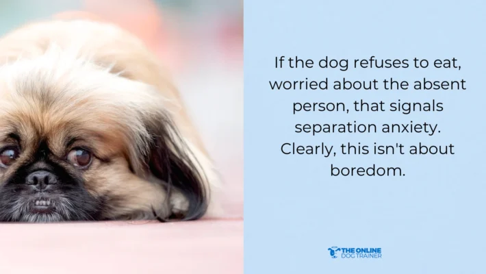 dog anxiety stress hormones