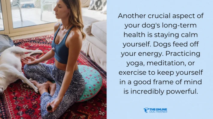 dog behavior modification