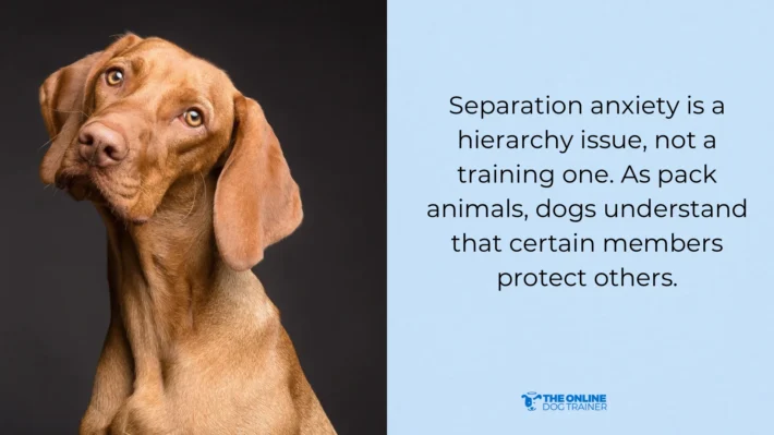 dogs suffering because of anxiety