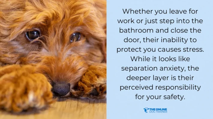 natural therapies for dog anxiety