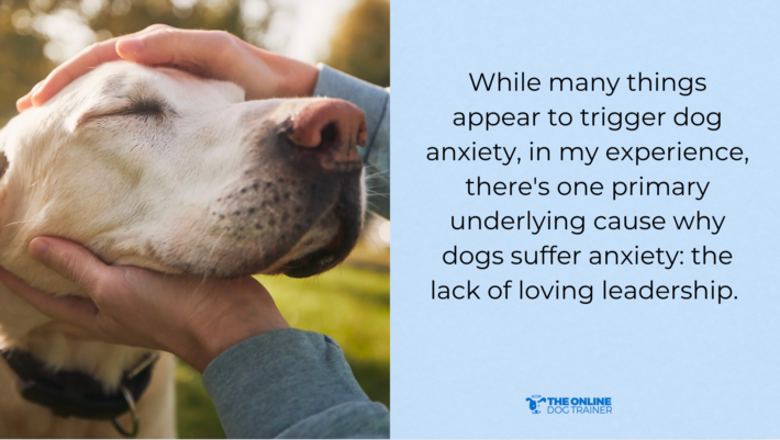 the number one cause of dog anxiety