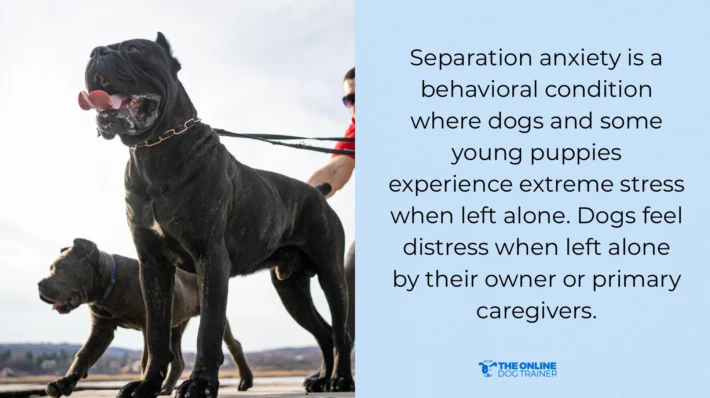 treating separation anxiety