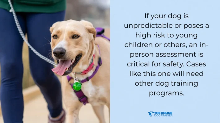 doggy dan dog training