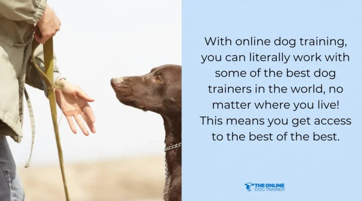 doggy dan qualified professional dog trainer