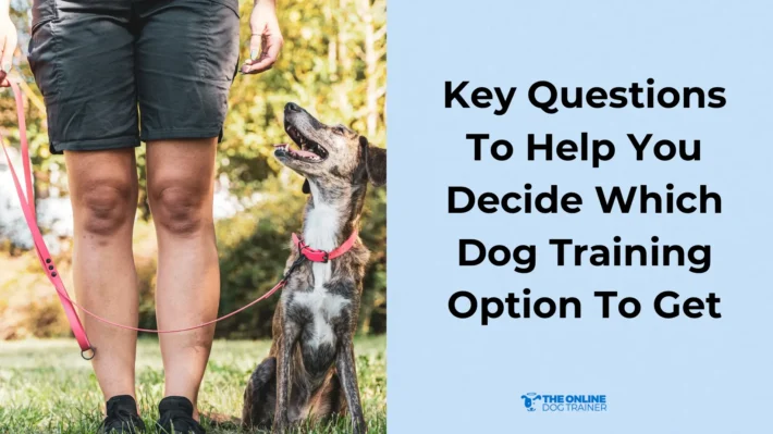 online dog behavior courses