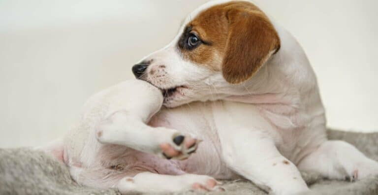 The Best Flea Treatment For Dogs: Flea Bombs VS Pour-on Solutions cover