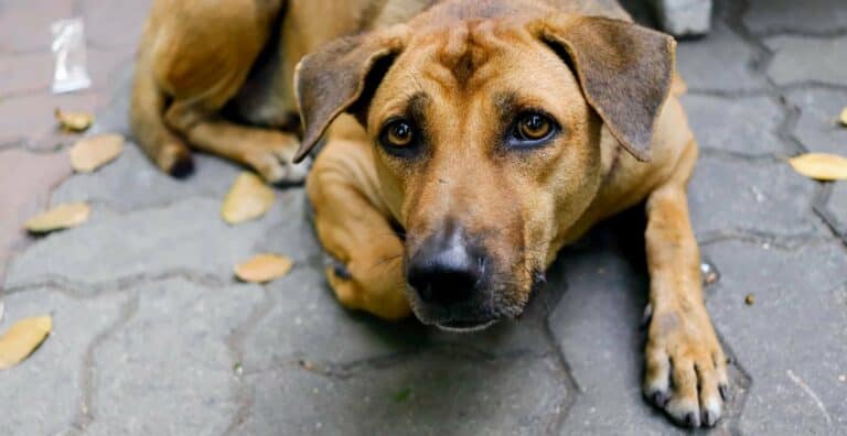 Dog Stress Relief: What YOU Can Do to Relieve Dog Anxiety cover