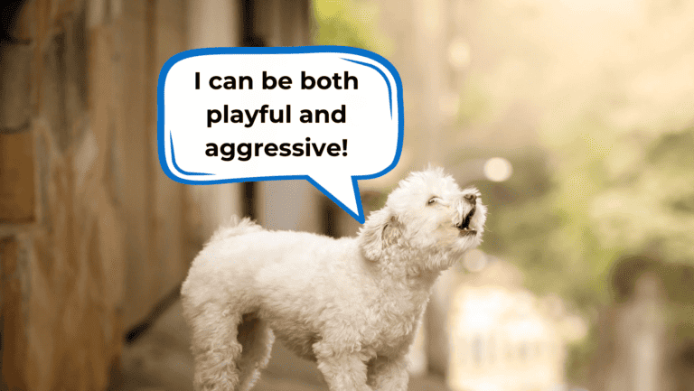 why does my puppy bark at me