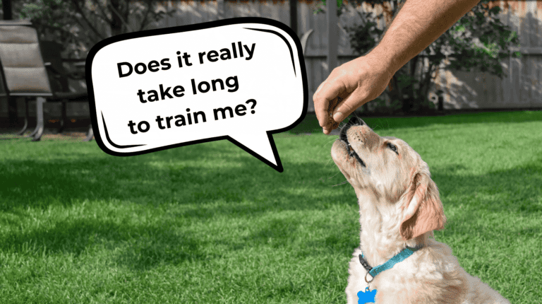how long does it take to train a stubborn puppy