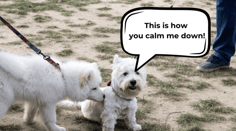 how to calm down a puppy